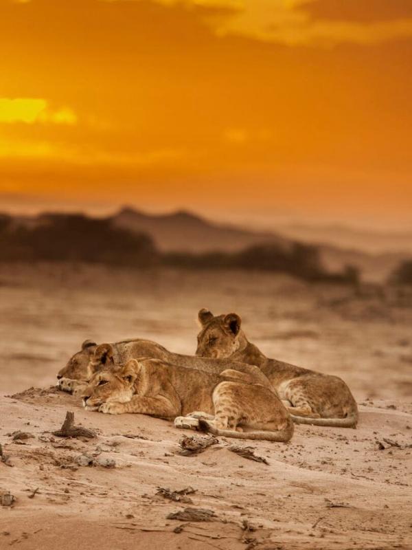 Aventures en terre féline