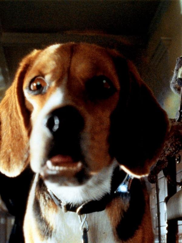 Comme chiens et chats