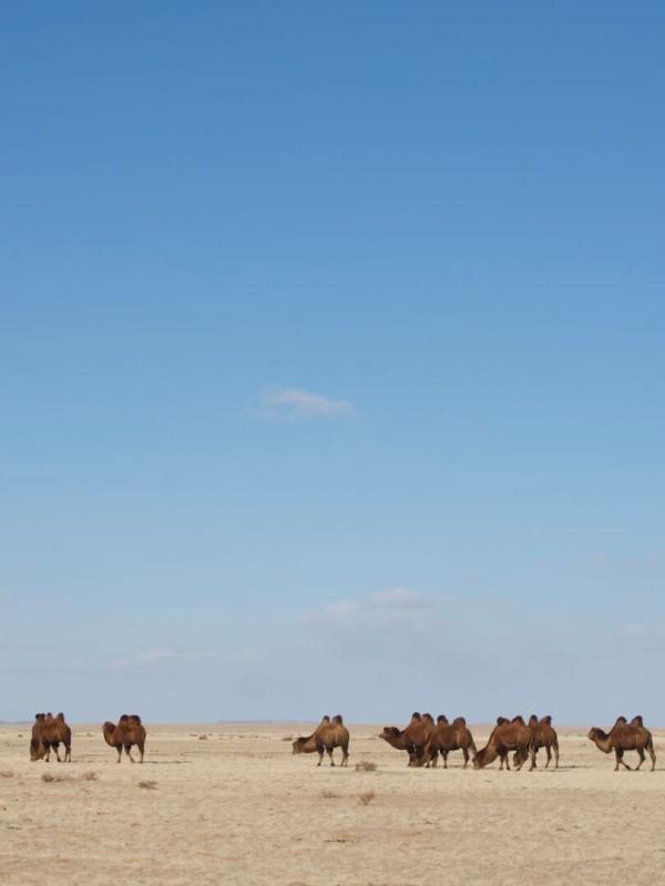 Destination Wild : Mongolie