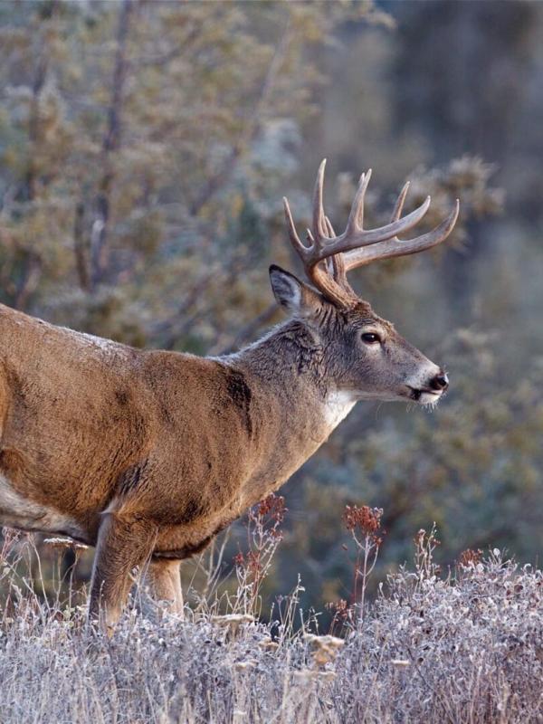 Québec à vol d'oiseau
