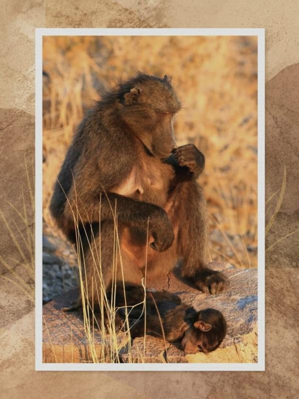 Le chagrin des animaux : mythe ou réalité ?