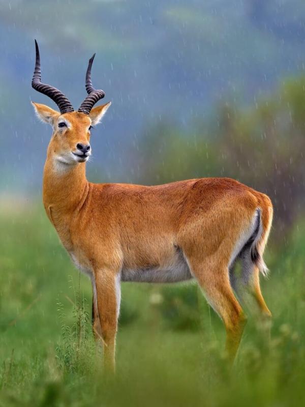 Québec à vol d'oiseau