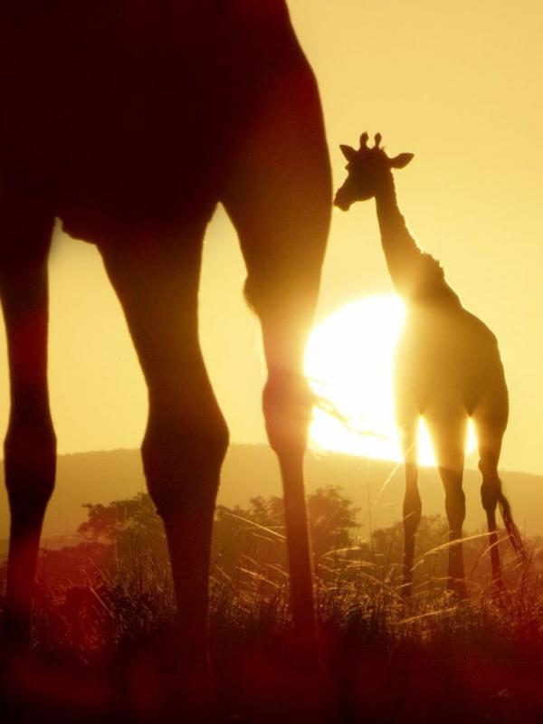 Natuur op 2: Serengeti