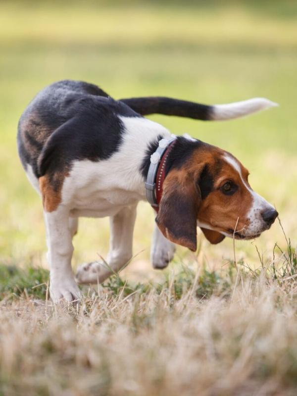 Passion chien courant