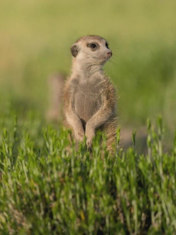 Le clan des suricates, nouvelle génération