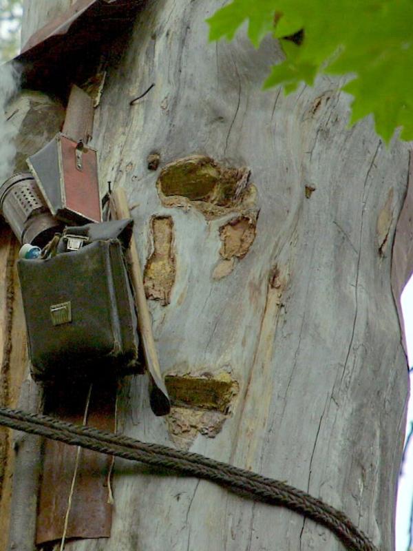 Les maîtres des abeilles