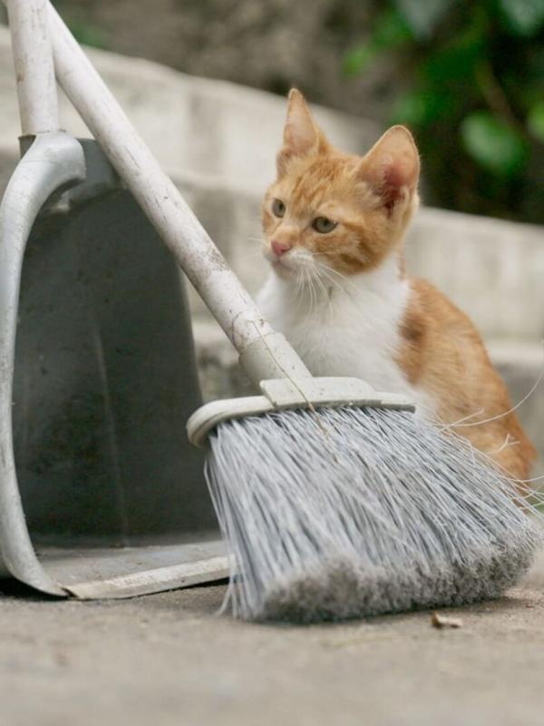 Istanbul, la ville des chats