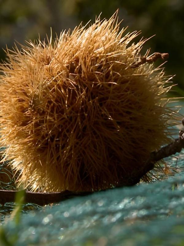 Les carnets de Julie