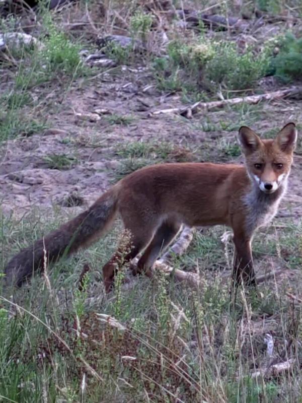 Orléans, une forêt d'exception