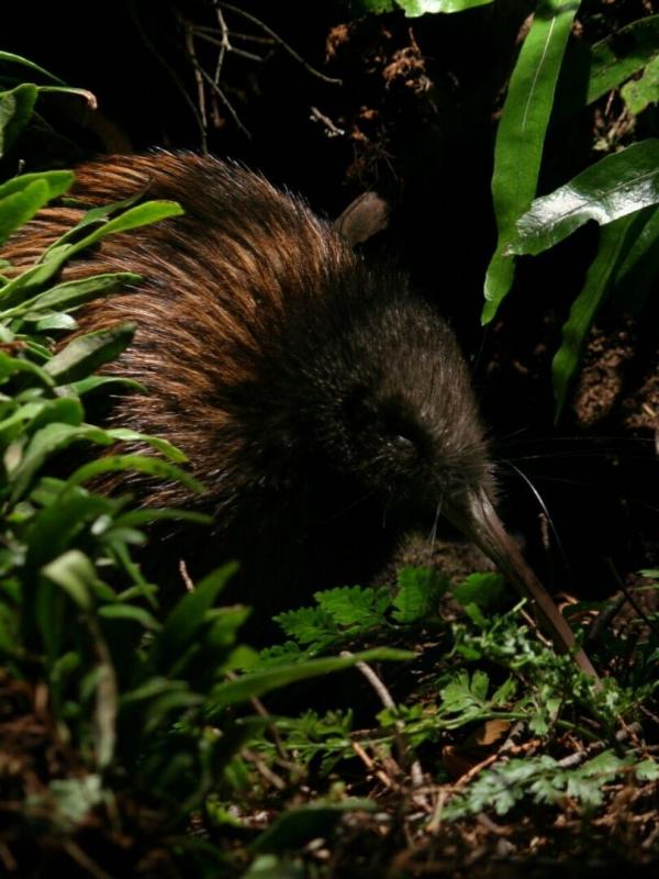 Merveilles du Pacifique