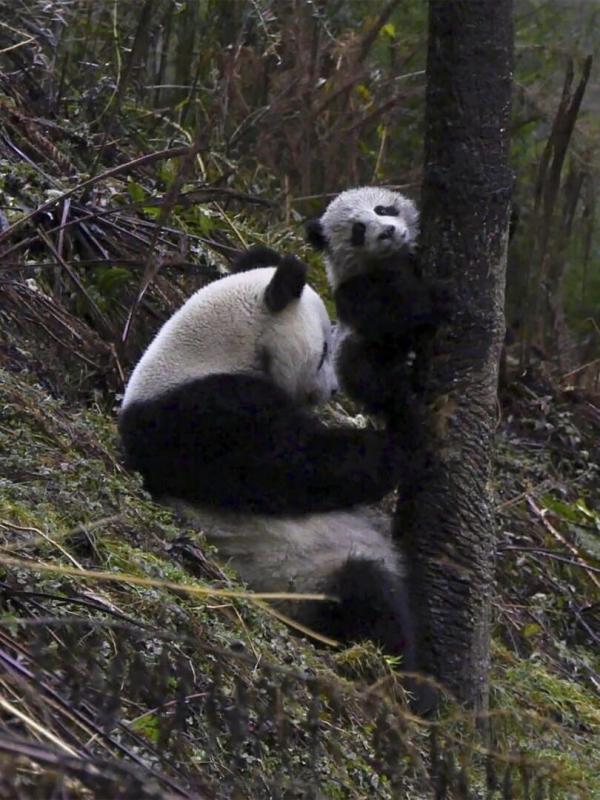 4 saisons au royaume du panda