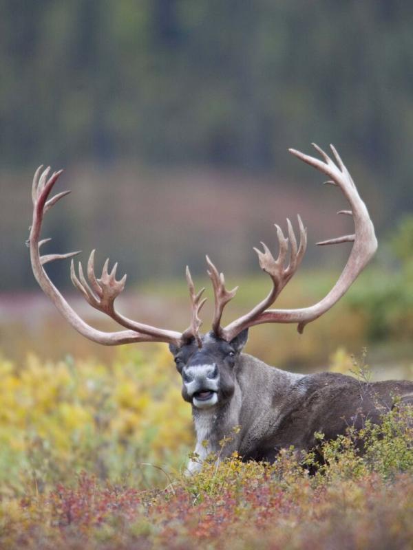 Natuur op 2: Wild Alaska - de laatste wildernis