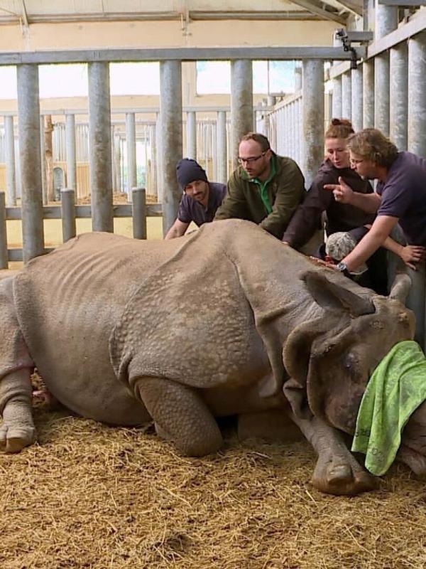 Vétérinaires, leur vie en direct
