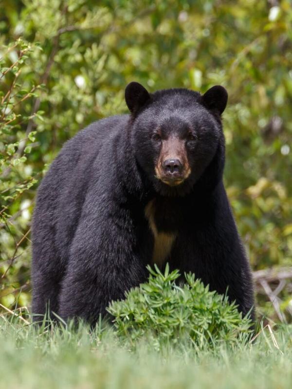 Québec à vol d'oiseau