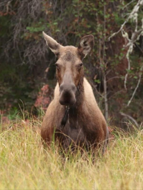 Alaska, survie avec les ours