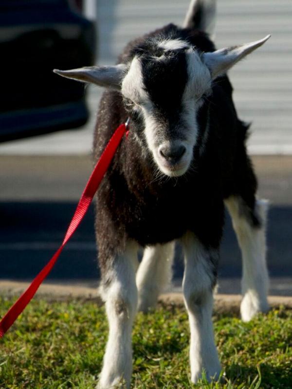 Critter Fixers : Vétos de choc