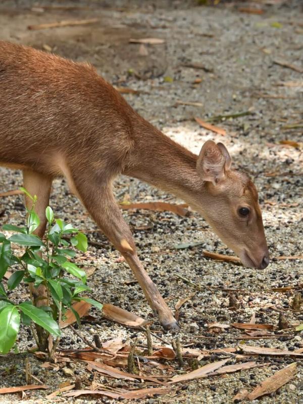 La Globe-Trotteuse Chasse & Pêche