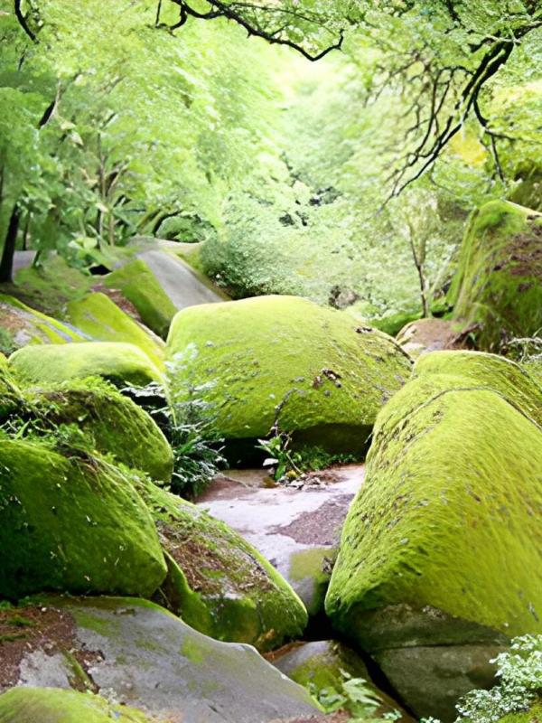 Sa majesté les mousses
