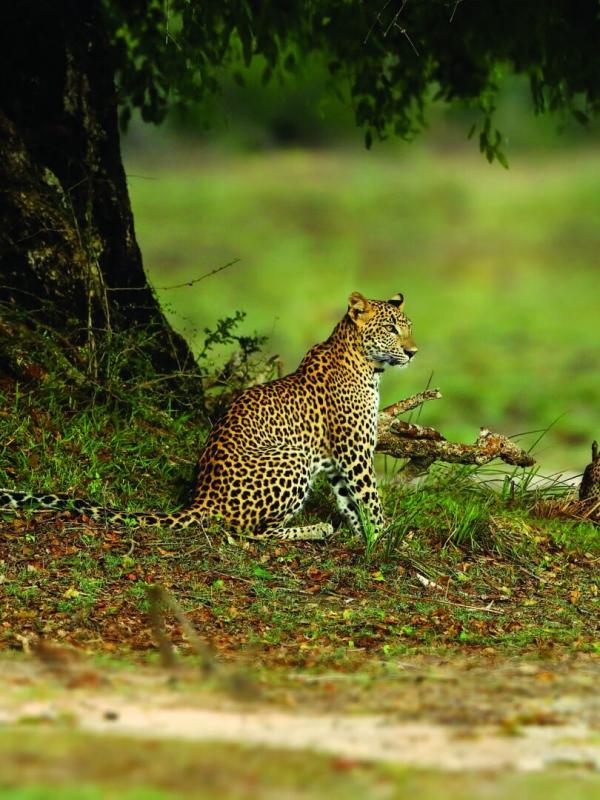 Yala, le royaume des léopards