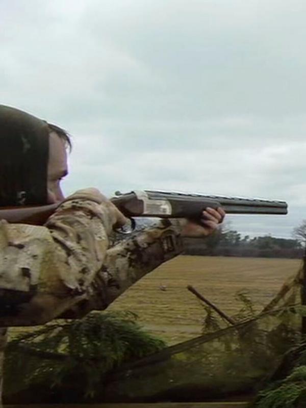 Pigeon vole... au pays de la rose