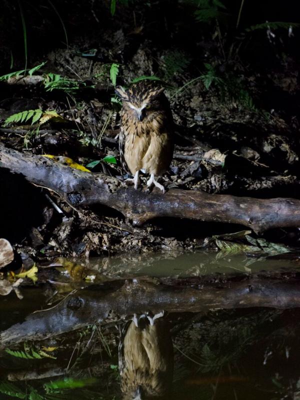 L'Indonésie sauvage