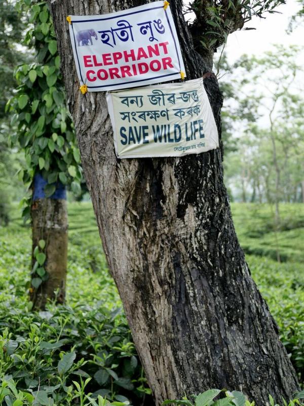 Inde, les éléphants de la discorde