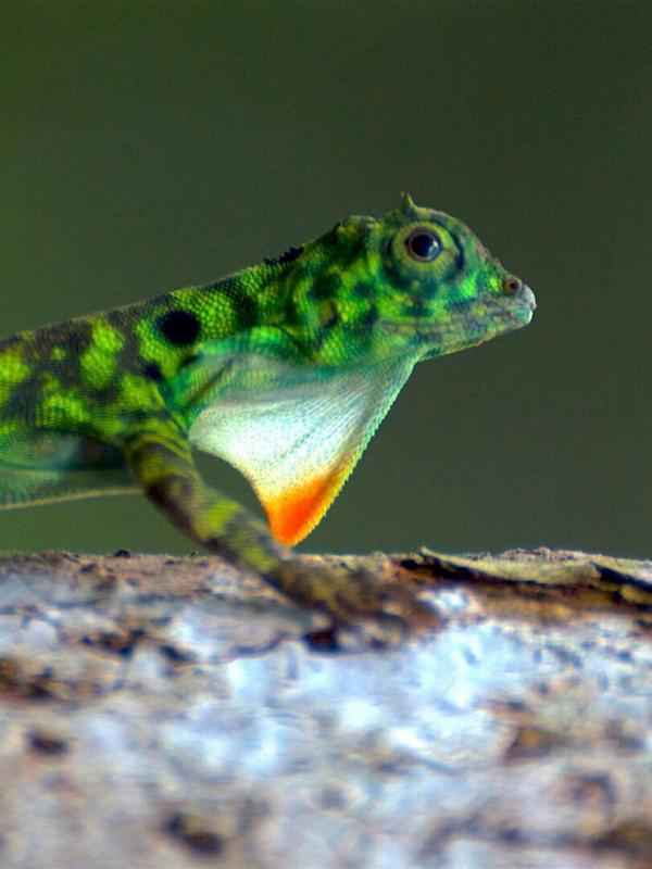 L'Indonésie sauvage