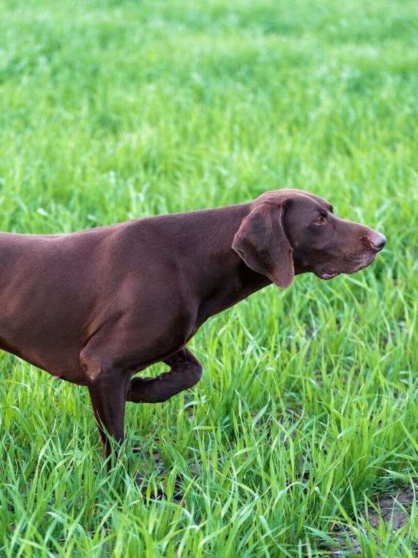 Chiens d'arrêt de A à Z