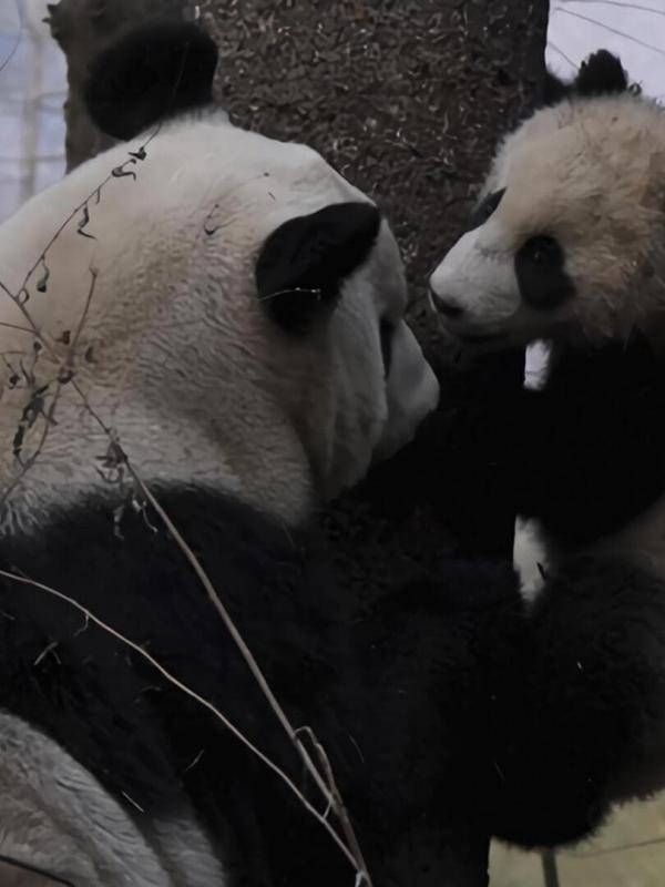 4 saisons au royaume du panda