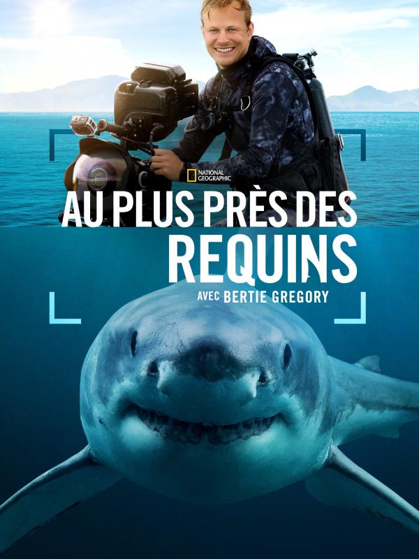 Au plus près des requins avec Bertie Gregory