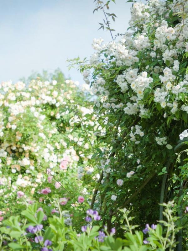 Histoire(s) de jardins