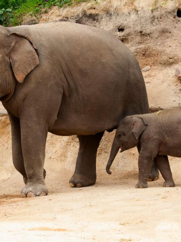Bij ons in de Dierentuin