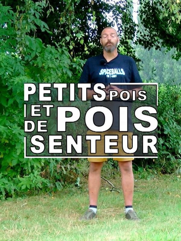 Petit pois et pois de senteur