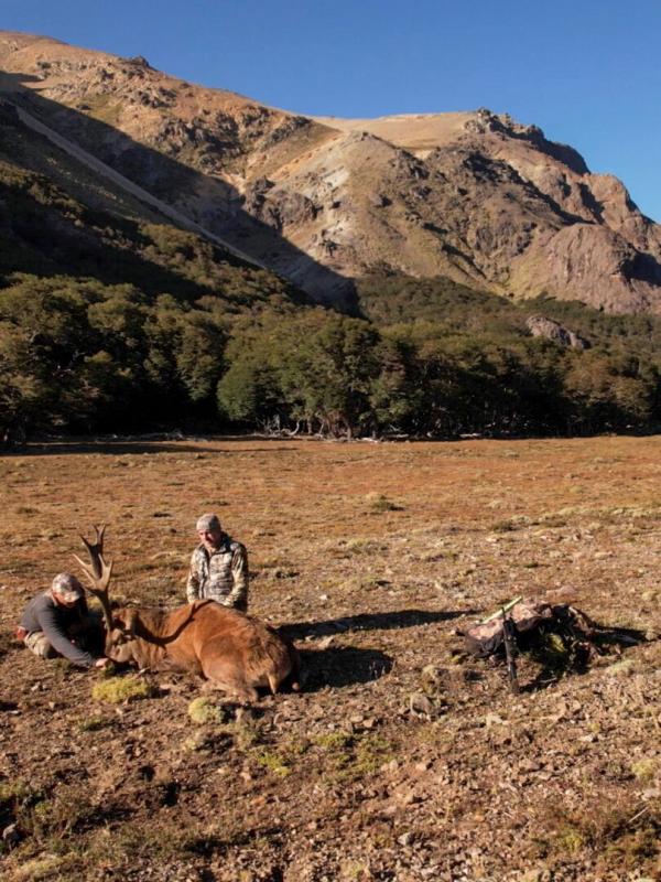 Bivouac cerf en Argentine