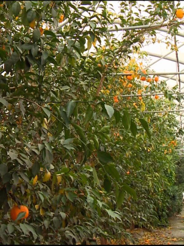 Les carnets de Julie