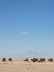 Destination Wild : Mongolie