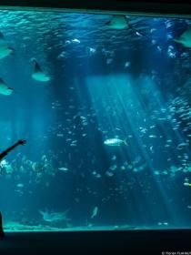 Nausicaá, dans les coulisses du plus grand aquarium d'Europe
