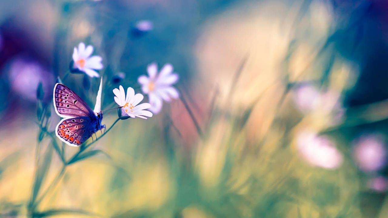 Petits pois et pois de senteur