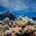 Fascinante barrière de corail
