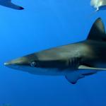 Ascension Island : l'île aux requins